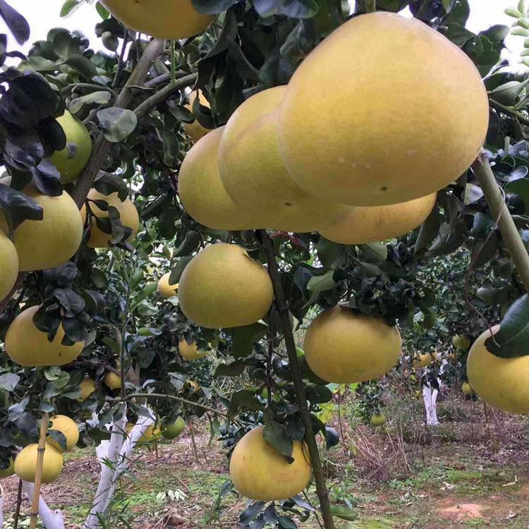 易胜博平台注册开户